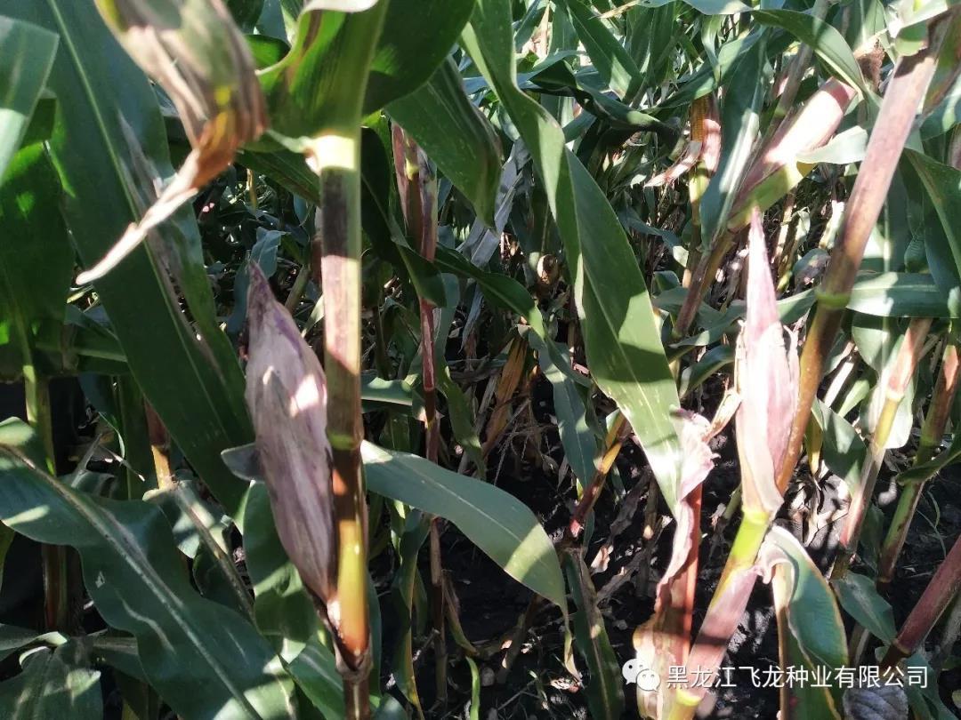 1640677631116788.jpg 5.jpg