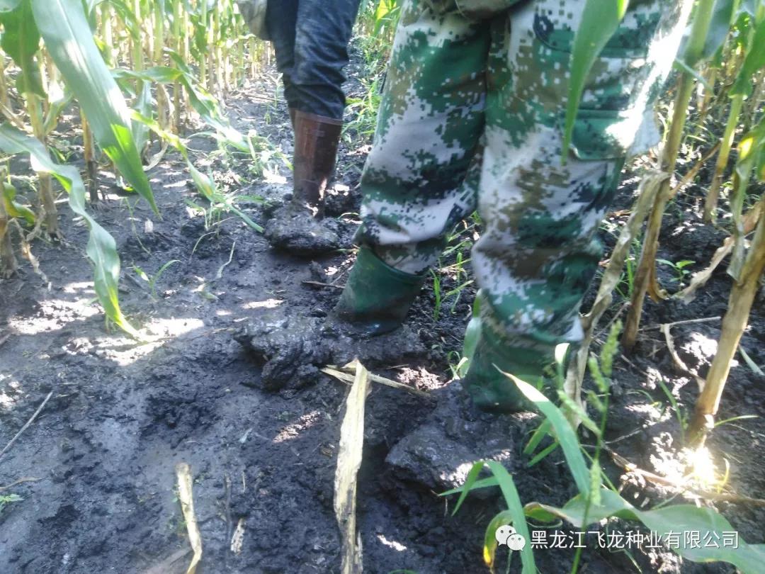 1640677930421711.jpg 18.jpg