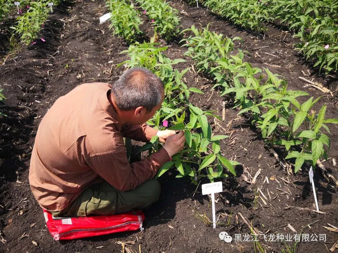 1658970526509109.jpg 6.jpg